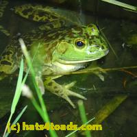 /home//u458753944/public_html/sourcegallery//Frogs/More bullfrogs/P6080151.JPG